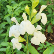 Salvia White Full Moon